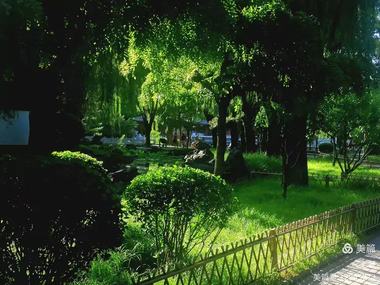 绿荫下，湖边，乘凉散步，手机拍。2025.6.4